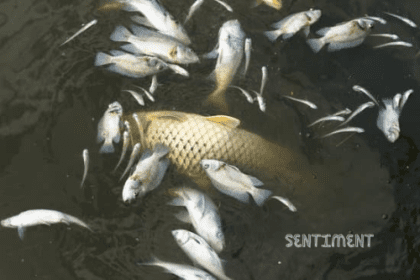 Tragedi Mengejutkan: Viral Ikan-ikan di Danau Toba Mendadak Mati