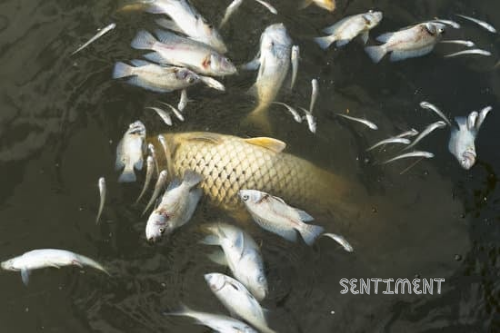 Tragedi Mengejutkan: Viral Ikan-ikan di Danau Toba Mendadak Mati