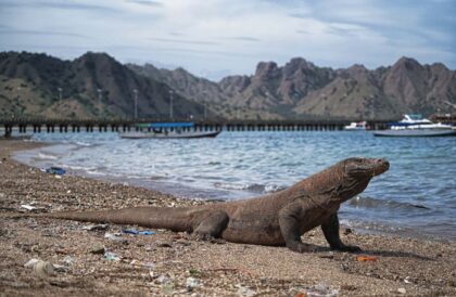 7 Bahaya Tersembunyi Proyek Padar: Komodo dan Alam Indonesia Terancam!