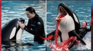 Misteri Jessica Radcliffe: Serangan Orca