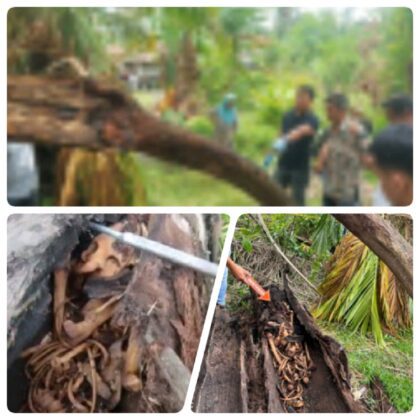 Dua Remaja Temukan Tulang Manusia di Pohon Aren, Warga Sergai Geger